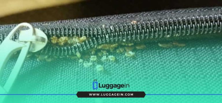 How to Get Rid of Bed Bugs in Luggage?